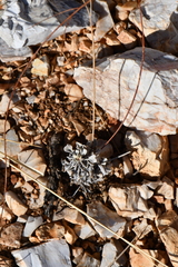Eriogonum tenellum