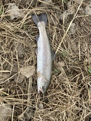Oncorhynchus mykiss