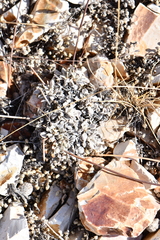 Eriogonum tenellum
