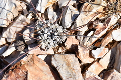 Eriogonum tenellum