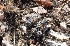 Eriogonum tenellum
