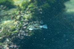 Reicheltia halsteadi