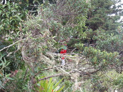 Pharomachrus fulgidus