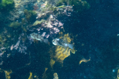 Reicheltia halsteadi