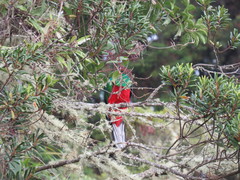 Pharomachrus fulgidus