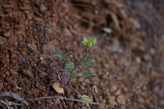 Lupinus pachylobus