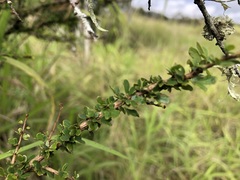 Phyllanthus microcladus