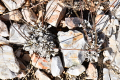 Eriogonum tenellum