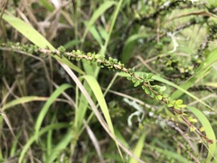 Phyllanthus microcladus