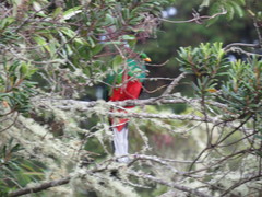 Pharomachrus fulgidus