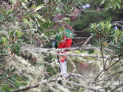 Pharomachrus fulgidus