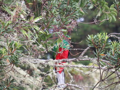 Pharomachrus fulgidus