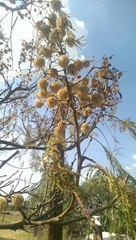 Leucaena esculenta