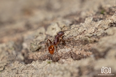 Image of Aphaenogaster mariae