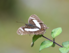 Metamorpha elissa