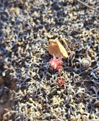 Chorizanthe fimbriata