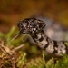 Cloudy Snail-eating Snake - Photo (c) Randall Jiménez, some rights reserved (CC BY-NC), uploaded by Randall Jiménez