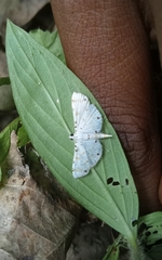 Pycnarmon cribrata