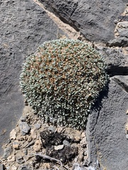 Petrophytum caespitosum