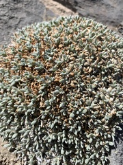 Petrophytum caespitosum