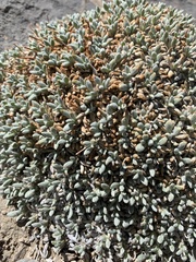 Petrophytum caespitosum