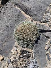 Petrophytum caespitosum