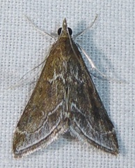 Pyrausta napaealis