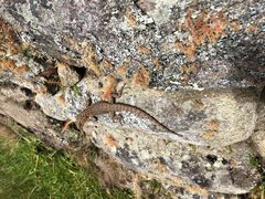 Stenocercus crassicaudatus