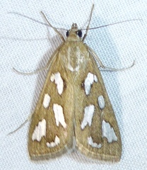 Diastictis