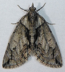 Hydriomena chiricahuata