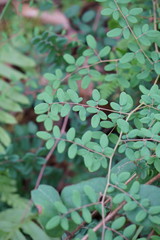 Pellaea andromedifolia