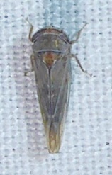 Genus Nurenus · iNaturalist