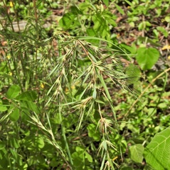 Themeda quadrivalvis