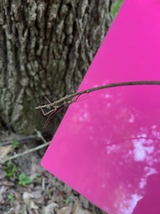 Anisomorpha buprestoides