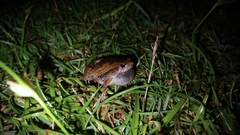 Microhyla mukhlesuri