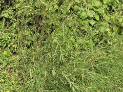 Themeda quadrivalvis