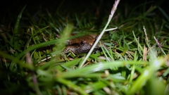 Microhyla mukhlesuri