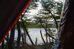 Nothofagus betuloides