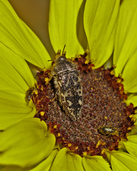 Acmaeodera acuta