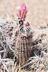 Echinocereus chisosensis