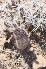 Echinocereus chisosensis