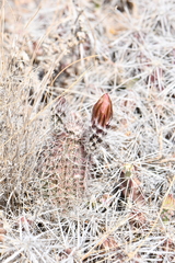 Echinocereus chisosensis