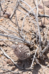 Echinocereus chisosensis