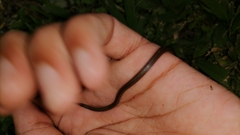 Atractus trilineatus