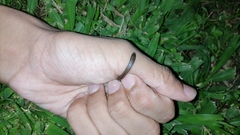 Atractus trilineatus