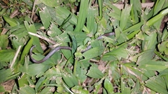 Atractus trilineatus