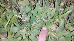 Atractus trilineatus