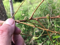 Codonocarpus cotinifolius