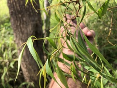 Codonocarpus cotinifolius