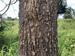 Codonocarpus cotinifolius